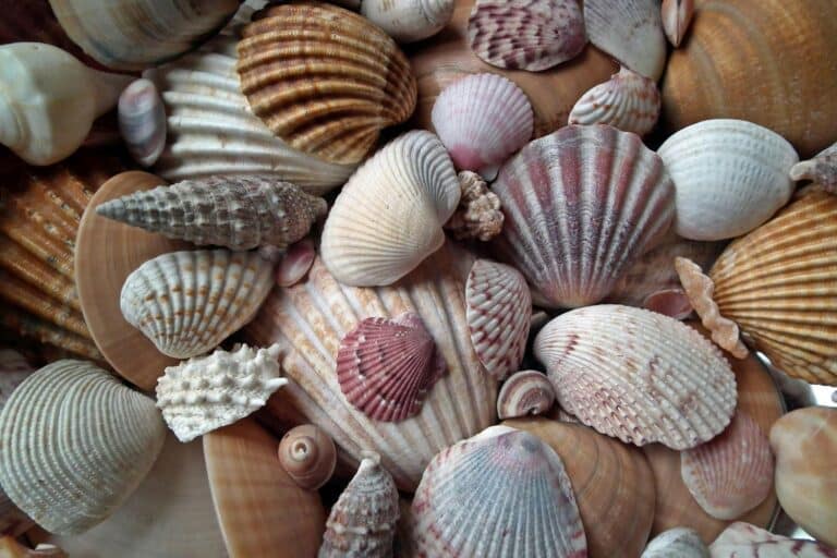 A group of shells