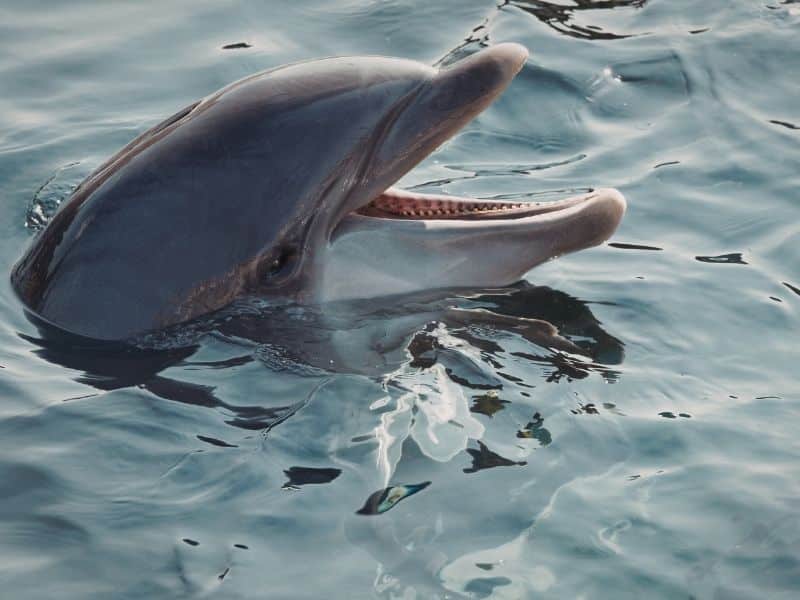 Dolphin swimming near boat during Beaufort SC charter
