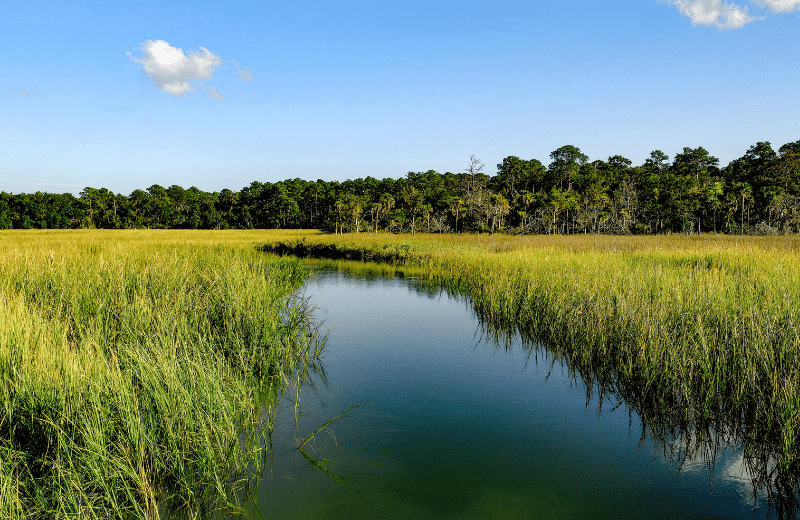 Lowcountry marsh landscape near Beaufort SC