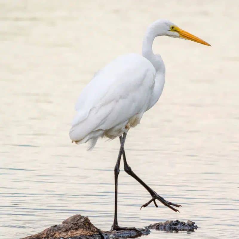 Egret walking in shallow water near Beaufort SC boating charters