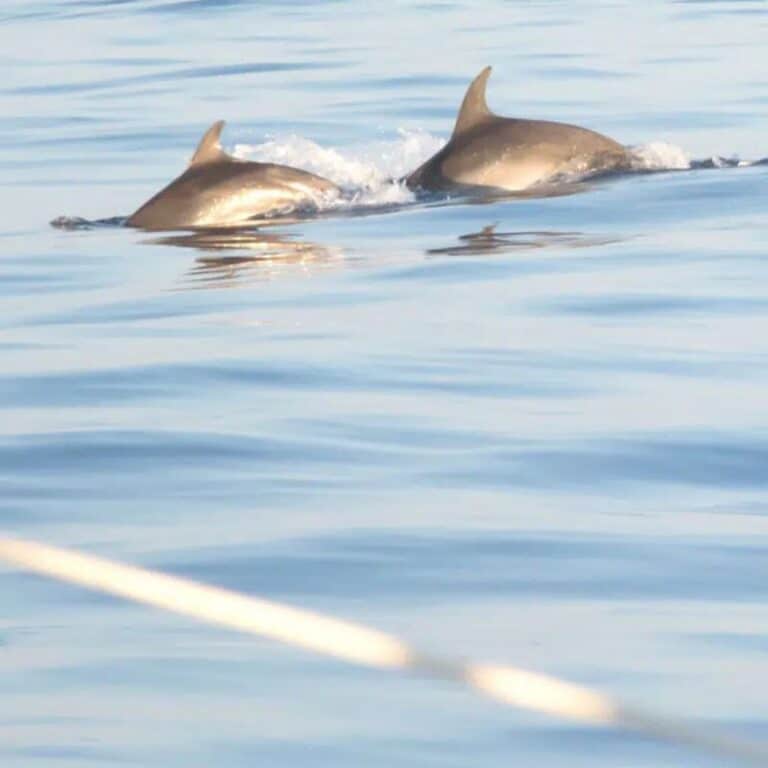 Dolphins swimming in calm water during Cast Away boating charter