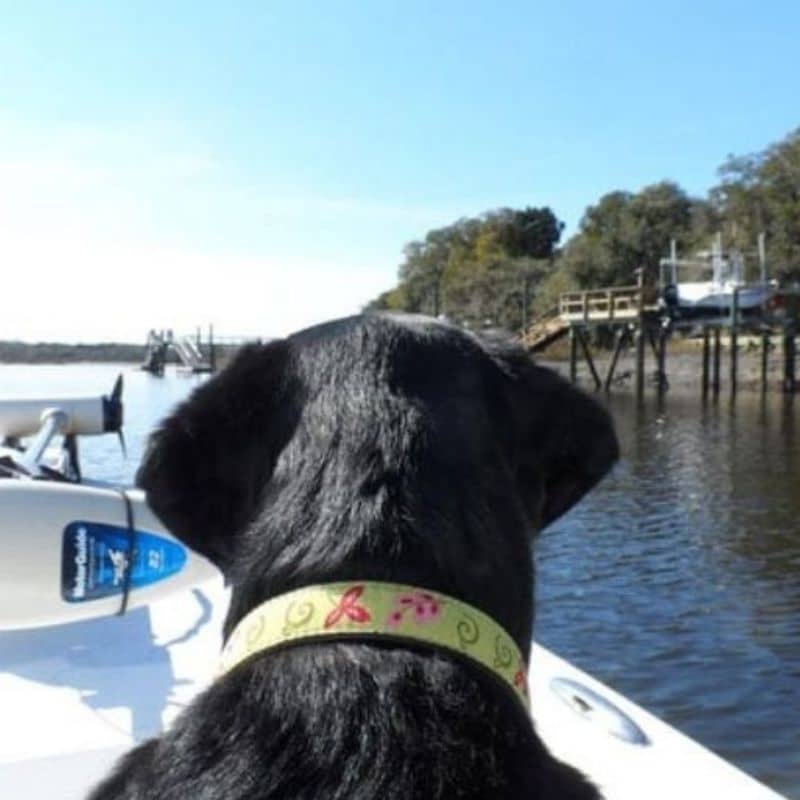 Dog on boat enjoying Cast Away boating charter in Beaufort SC