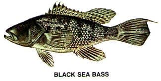 Black sea bass illustration from South Carolina fishing charters