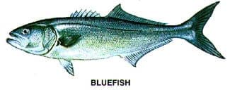 Bluefish illustration for coastal Beaufort SC fishing charters