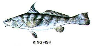 Kingfish illustration caught on Beaufort SC boat charters