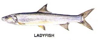 Ladyfish illustration common on Beaufort SC fishing charters”