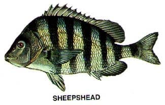 Sheepshead illustration from Harbor Island and Dataw Island fishing charters