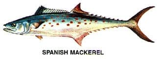 Spanish mackerel illustration found near Sea Islands boat charters