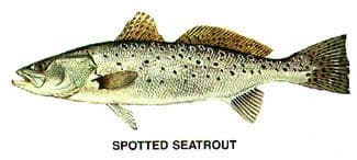 Spotted seatrout illustration from Lowcountry fishing charters