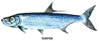 Tarpon illustration for Beaufort SC fishing charters in the Lowcountry