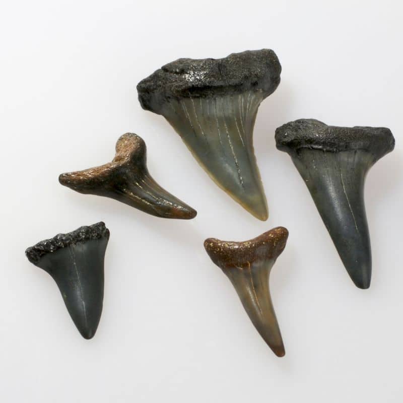 Shark teeth