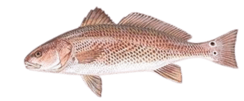 Illustration of a red fish