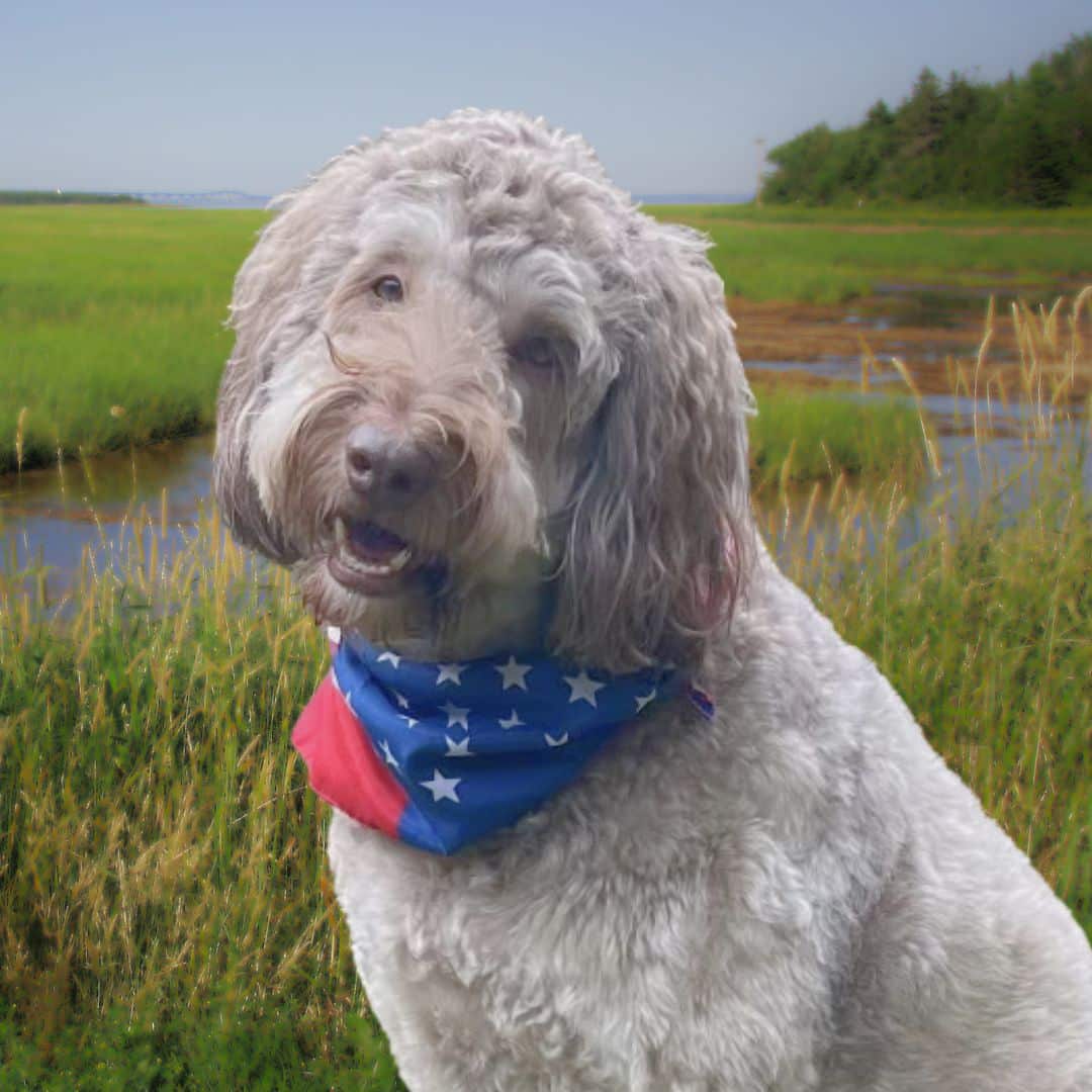 A dog with a bandana with marsh in the background