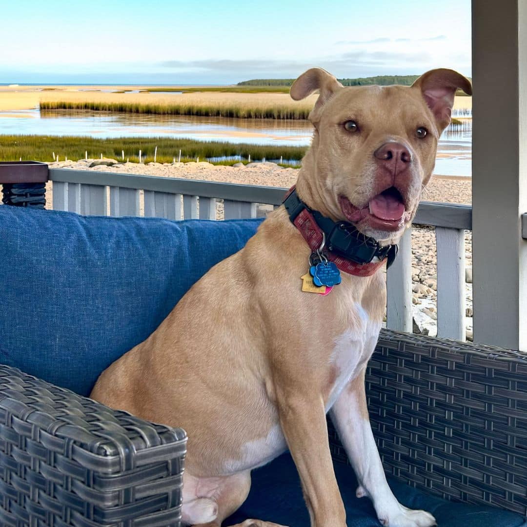 Dog sitting on a chair under a porch with marsh in the background