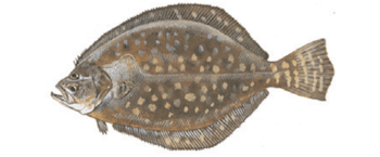 Illustration of a southern snapper